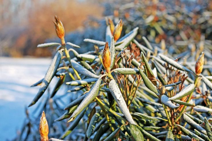 Rhododendron après la floraison