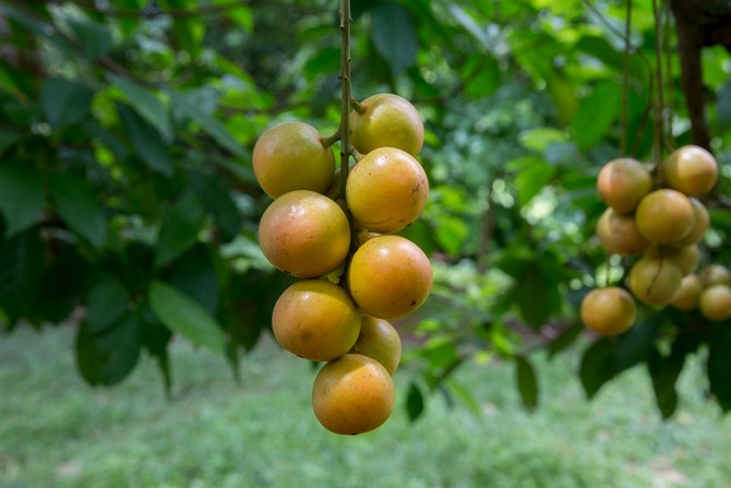 Comment bien prendre soin d'un arbre fruitier Raisins birmans