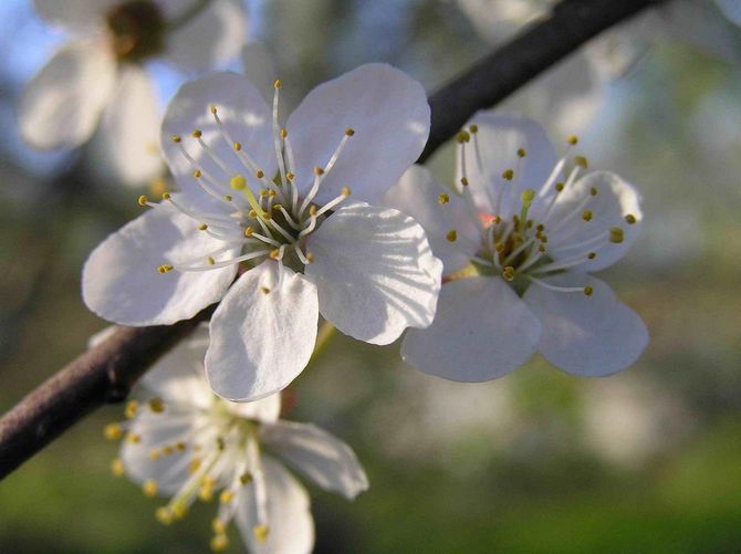 Les fleurs de prunier cerisier peuvent être blanches ou avoir une teinte rose.