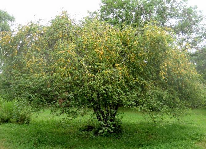 Description et types populaires de prune cerise