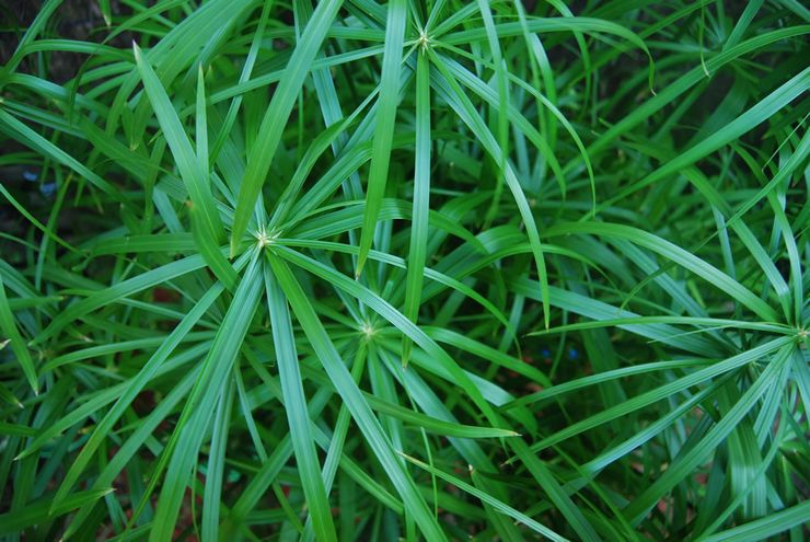 Parapluie Cyperus