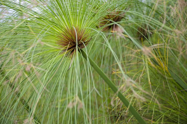 Cyperus papyrus