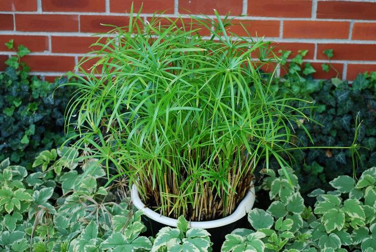 Cyperus - plante des marais