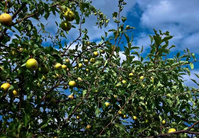 Caractéristiques détaillées de la poire sauvage et forestière