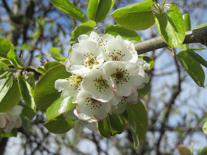 Les fleurs sont blanches, parfois roses, jusqu'à 3 cm de diamètre, forment des parapluies