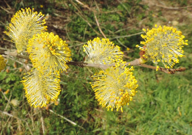 Utilisations utiles du saule de chèvre