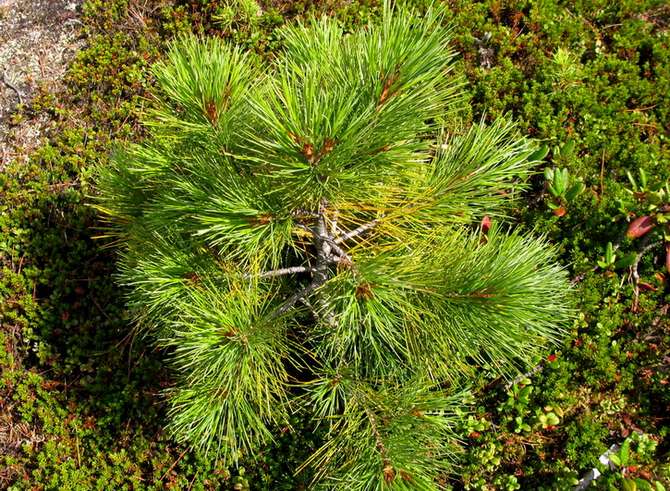 Plantation et entretien du cèdre de Sibérie