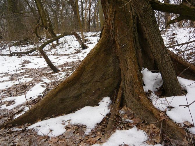 La médecine traditionnelle utilise des décoctions de l'écorce de cet arbre pour traiter