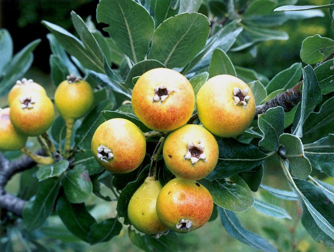 Variété de poire "Forest Beauty"