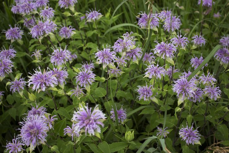 Monarda poing ou tubulaire