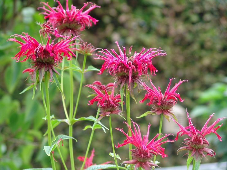 Hybride Monarda