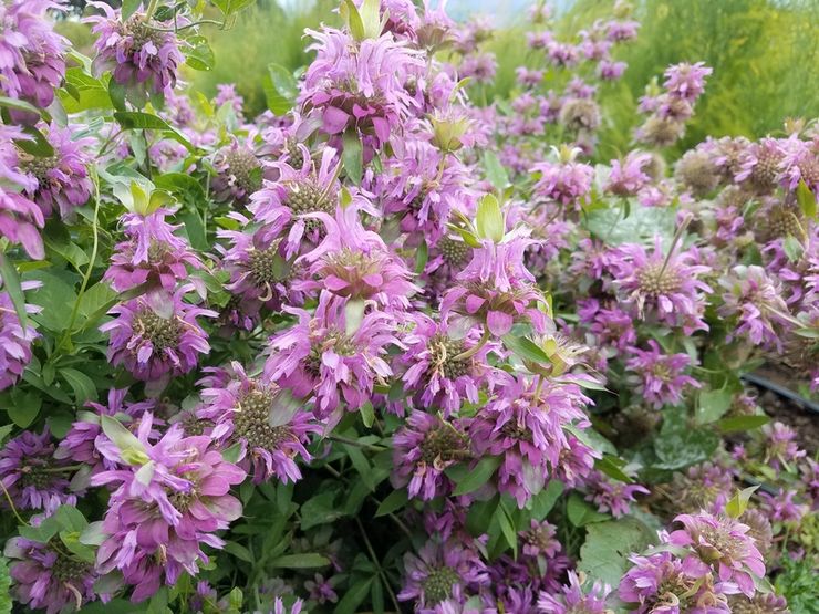 Lambada hybride Monarda