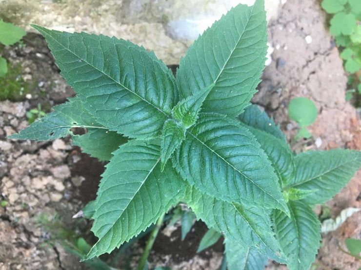 Planter monarda en pleine terre