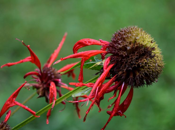 Monarda après la floraison