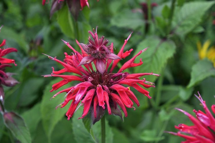 Propriétés de Monarda