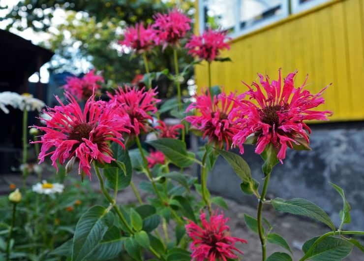 Prendre soin de monarda dans le jardin