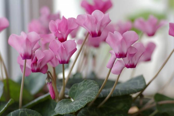 Quelle est la meilleure température pour conserver les plantes et les fleurs en été et en hiver?