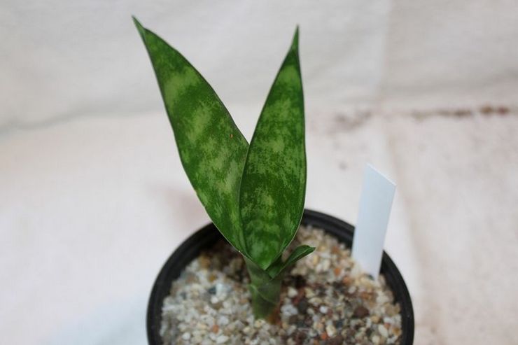 Sansevieria Duneri