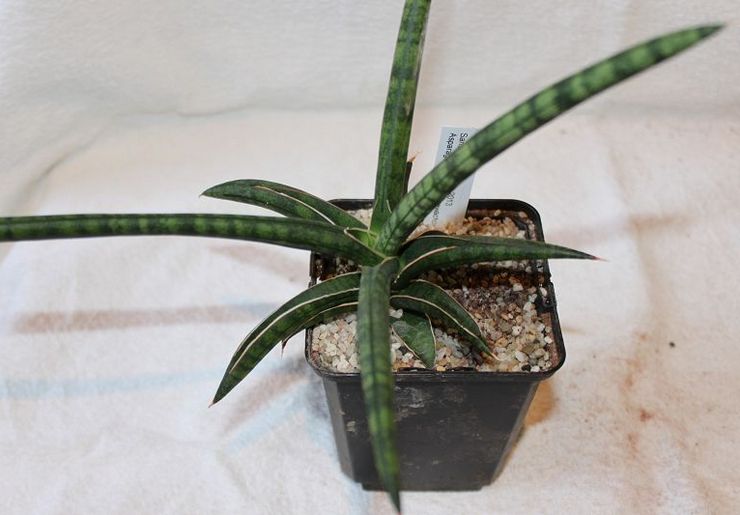 Sansevieria est gracieuse ou gracieuse