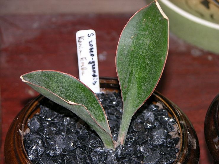 Sansevieria grand