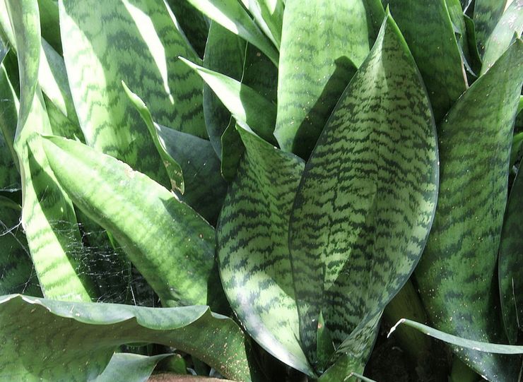 Sansevieria Libérien