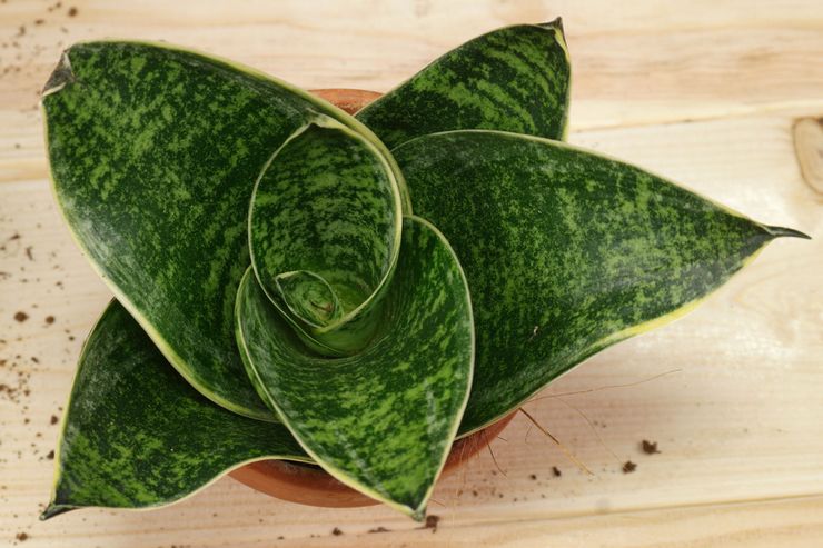 Sol pour la culture de la sansevieria