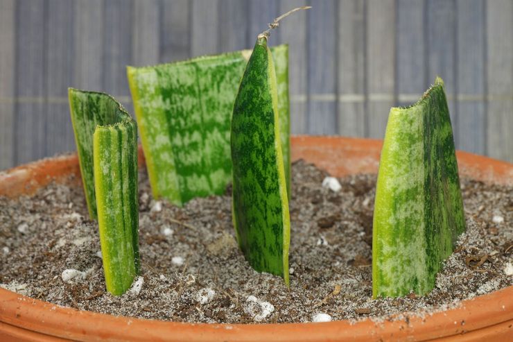 Méthodes d'élevage pour la sansevieria