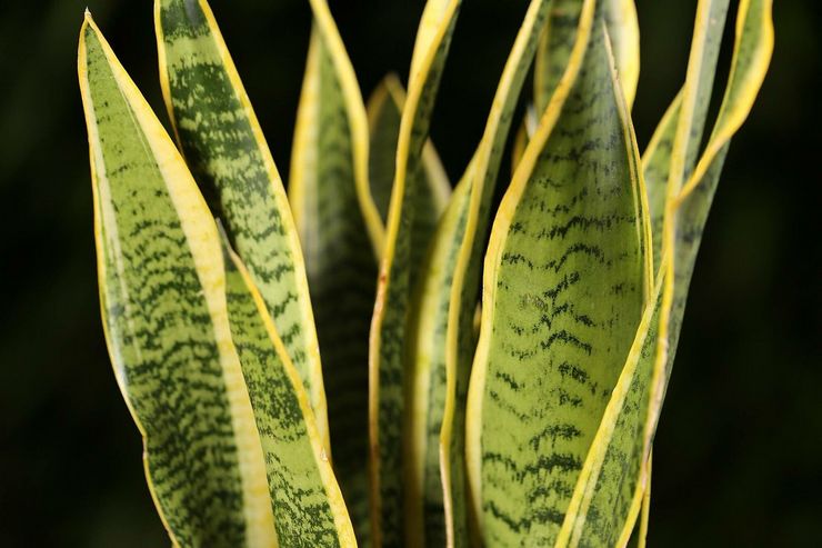 Sansevieria à trois voies