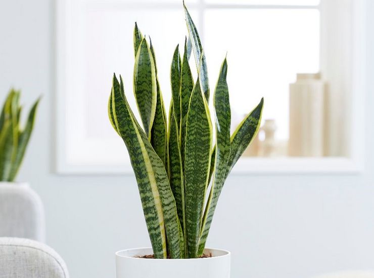 Soins sansevieria à domicile