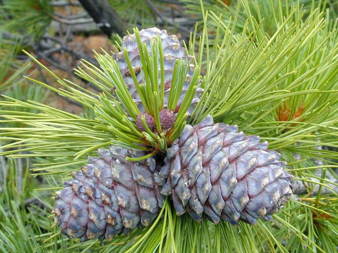 Les bourgeons mûrs sont très gros jusqu'à quinze centimètres