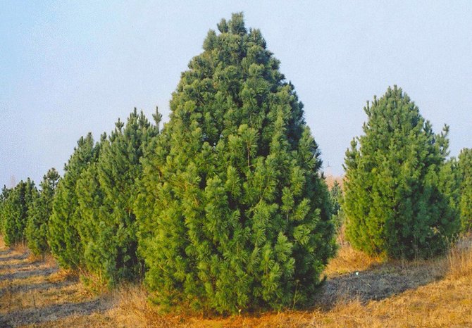 Le cèdre de Sibérie a besoin d'un paillage du sol pour maintenir un niveau élevé de fertilité des arbres