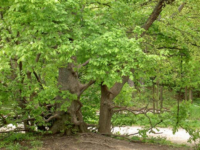 La reproduction de l'orme lisse se fait principalement par graines, parfois par les pousses de celui-ci