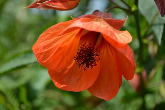 Abutilon (érable d'intérieur)