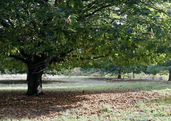 Châtaignier d'Amérique - un arbre de parc populaire