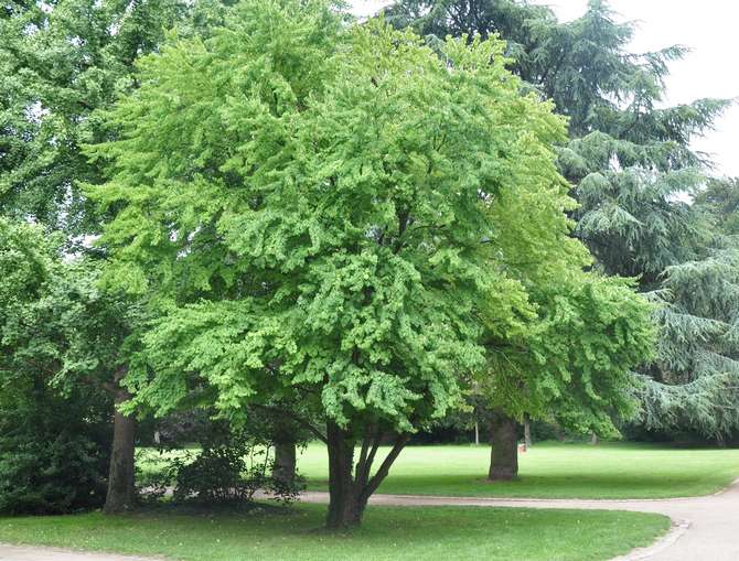 Arbre écarlate japonais