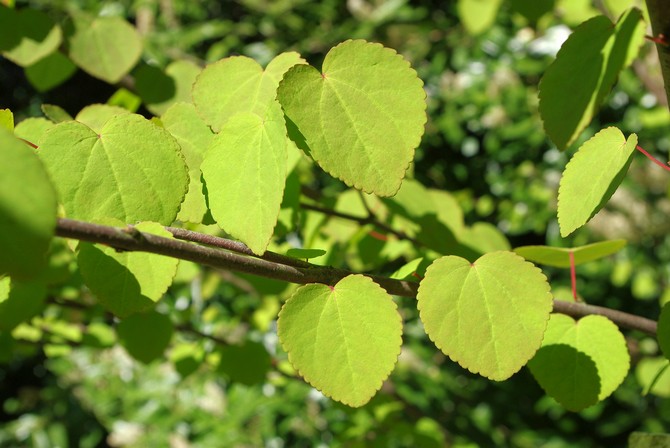 Pendule écarlate japonaise