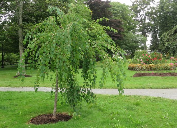 La croissance de l'arbre est rapide, elle ajoute jusqu'à quarante centimètres par an