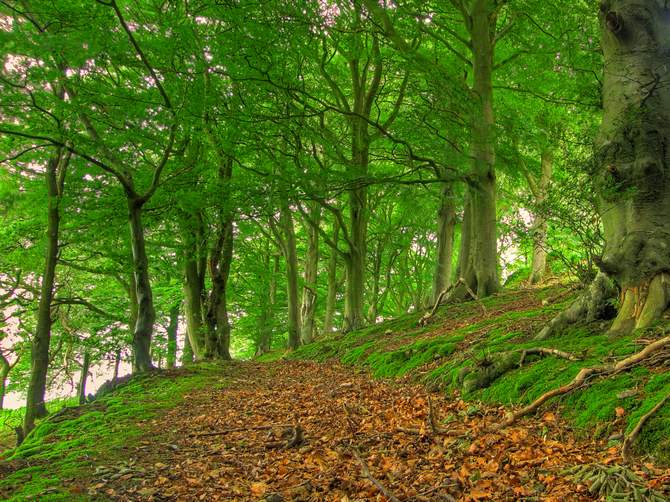 Hêtre forestier. Photo, description et propriétés