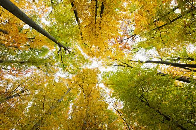 Où pousse le hêtre de la forêt