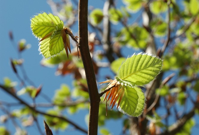 De plus, l'écorce et les feuilles de hêtre sont d'une grande valeur.