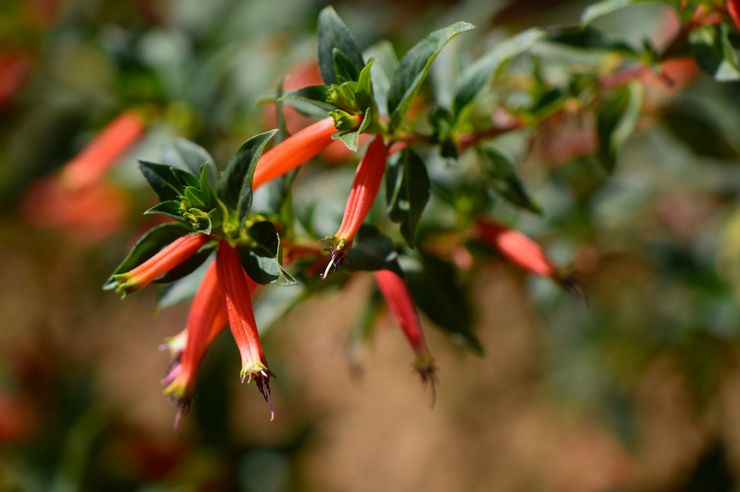 Kufeya rouge fougueux