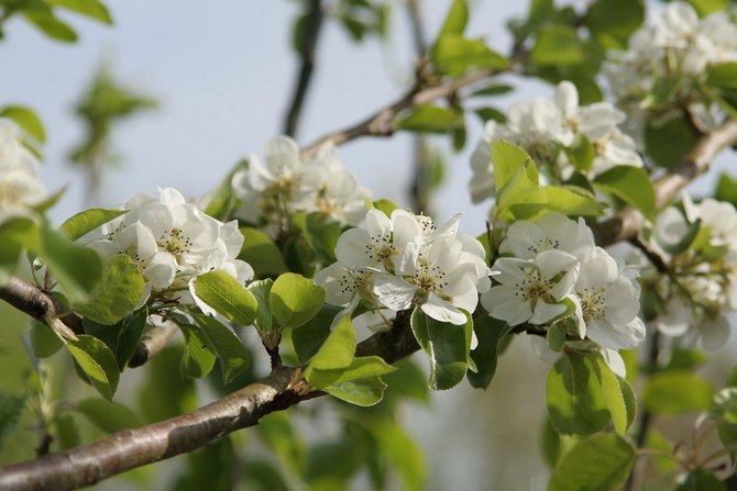 Pendant la période de floraison, une grande quantité de nectar peut être collectée sur les fleurs de la poire commune