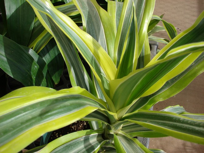 Dracaena et ficus