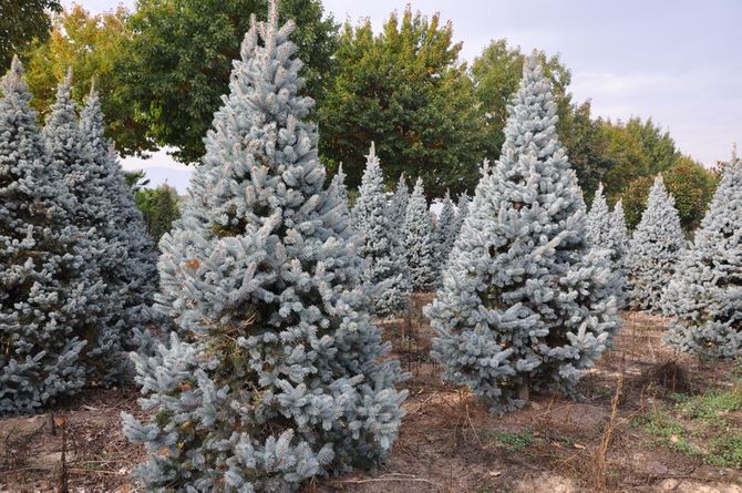 Variétés d'épinette argentée