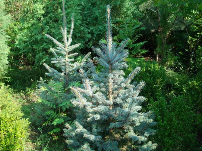 Comment bien planter et entretenir une épinette argentée épineuse