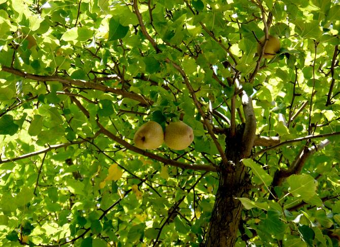 Photo, description de la couronne et du fruit d'une poire ordinaire