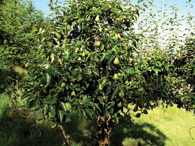 Formation de la couronne de poire