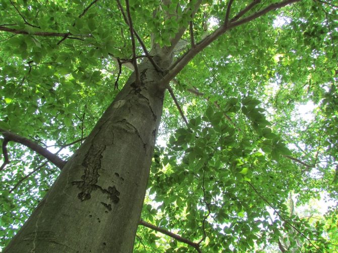 Photo, description détaillée et propriétés de l'arbre