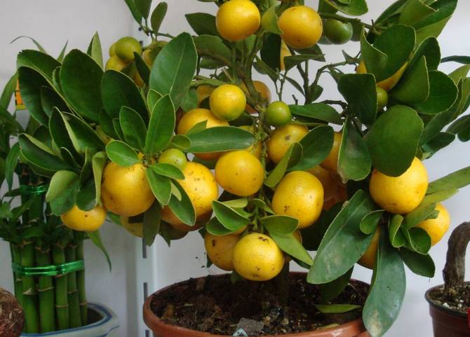 Citron