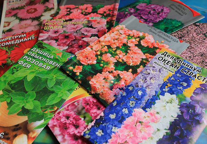 Achat de graines de fleurs. Conseils pour un fleuriste novice